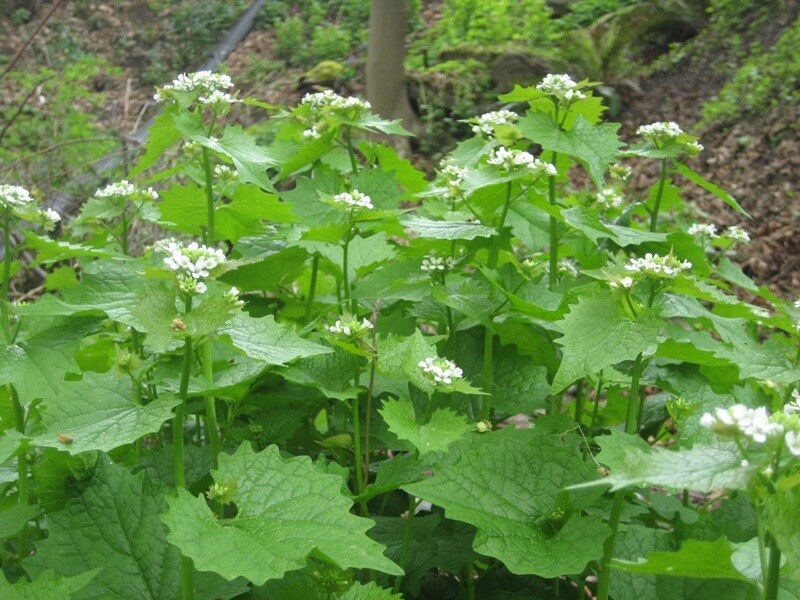 garlic_mustard_flowering